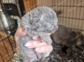 Persian!chinchilla