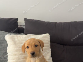 Yellow Labrador retriever