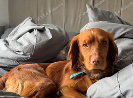 Red cocker spaniel for stud