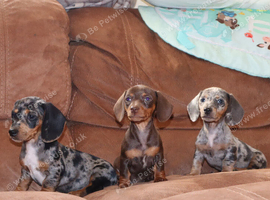 Miniature dachshund puppies 3 left.