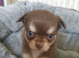 Chihuahua puppies ready in 5 weeks Lincolnshire