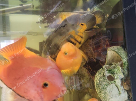 large parrot Oscars   fish