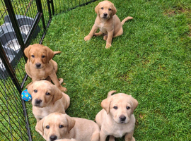 Labrador KC Reg Puppies. READY NEXT WEEK!