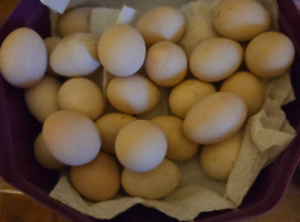 Fertile Micro Serama eggs available