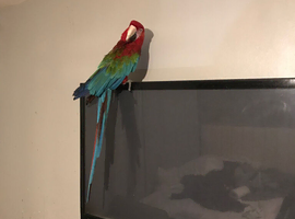 Greenwing macaws