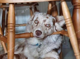 Red Merle Border Collie for Stud