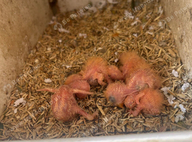 Fischer lovebirds For handfeed