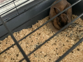 house rabbit