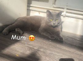 Kittens