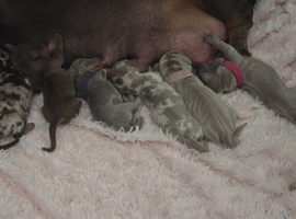 Stunning KC Reg Miniature Dachshund Puppies