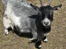 Pygmy goat breeding family