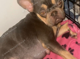 Frenchie x bully puppies