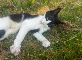 Kittens