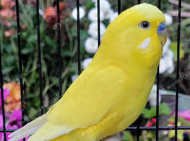 Various Stunning Quality Beautiful Budgies