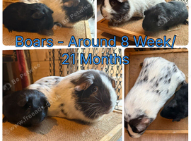 Paired Boars