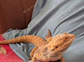 Male bearded dragon