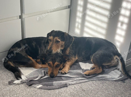 2 loving dachshunds