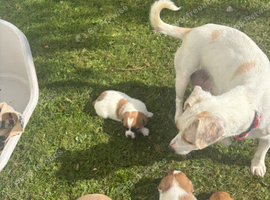 Beautiful Jack Russell pups