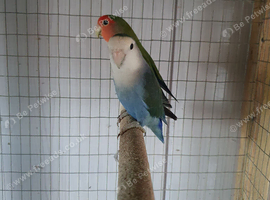 Lovebirds for sale