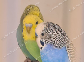Lovely budgies