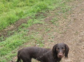 Brown black female cockers