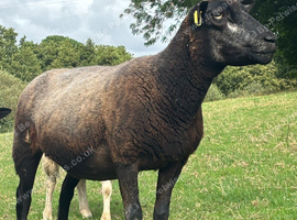 3X blue texel cross ewes