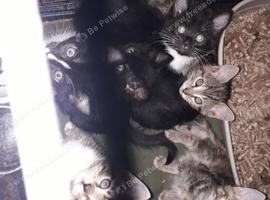 Lovely kittens for a fab home