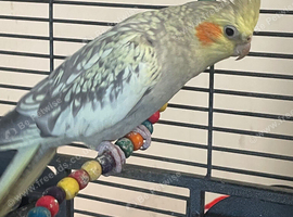 2 female cockatiels
