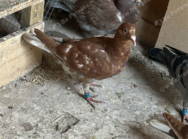 Pigeons for sale!