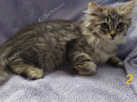 Siberian Kittens