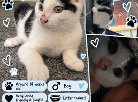 OREO