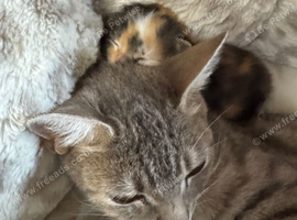 Beautiful kittens ready to leave in 4 weeks