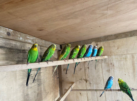 Budgies all colars all age pairs tgat are nesting