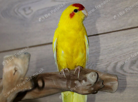 Baby Kakarikis,2