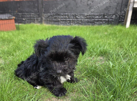 Biewer Yorkshire terrier puppy