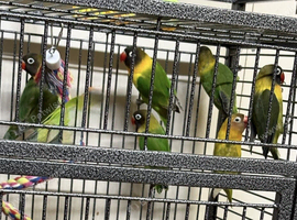 Baby black Masked lovebirds