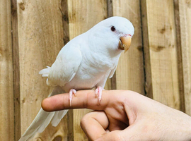 Quaker parrot