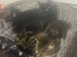 2 cats