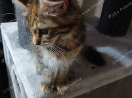Maine Coon Kittens For Sale Ready Now