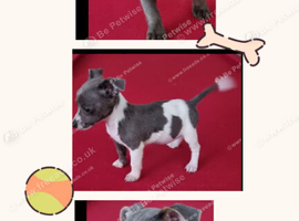 Jack Russell puppies
