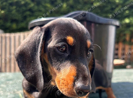 REDUCED. KC REG. PRA CLEAR PUPPIES