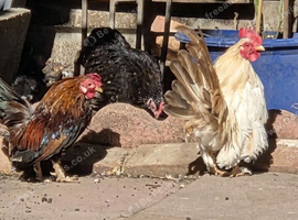 Serama han and Cockerell for sale