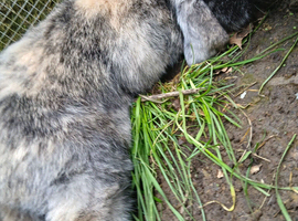 2 year old male rabbit