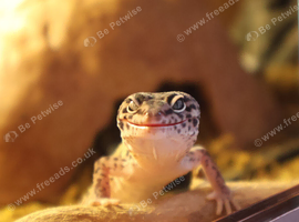 Jackie the leopard gecko