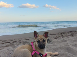 German Shepherd Puppy