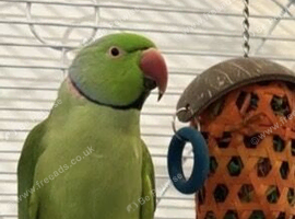 Male Indian Ringneck with large parrot cage