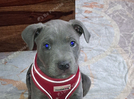 Blue staffy puppy