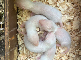 Ferret kits for sale Hertfordshire
