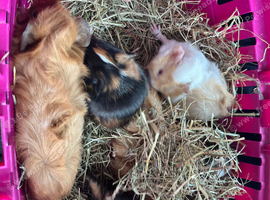 Beautiful colours for a New Guinea pigs