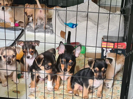 Chihuahua x boys ready to go today (ONLY 3 LEFT)